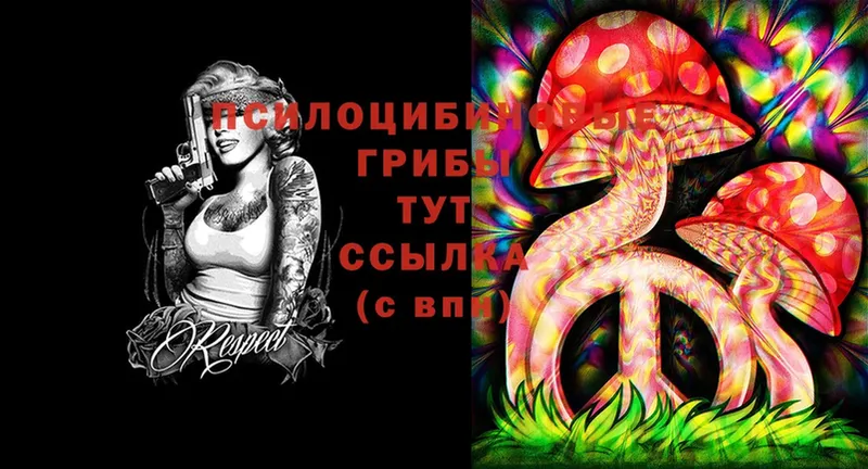 Псилоцибиновые грибы Psilocybe  Чита 